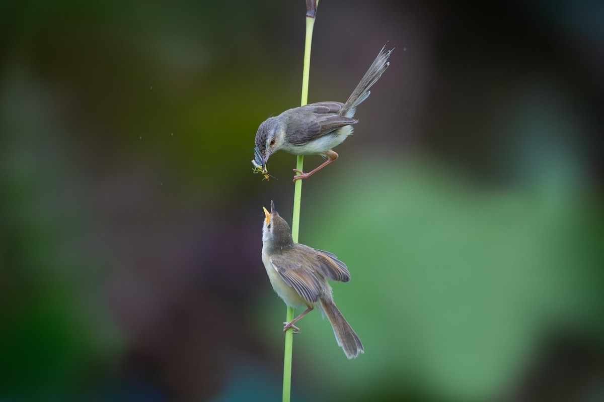 Chim Sẻ và Chim Sâu