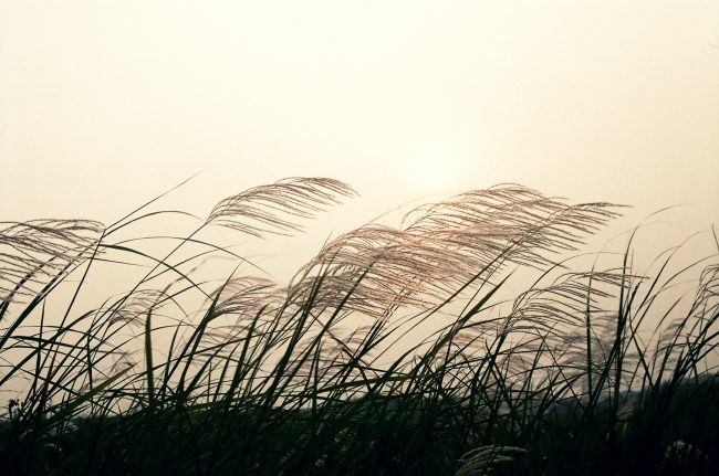 Tiếng hát lau sậy. Truyện ngắn của Bảo Thương