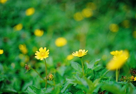 sai thuc truyen ngan cua pham duy nghia