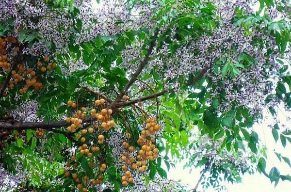 hoa xoan rung voi day tan van cua kim thanh