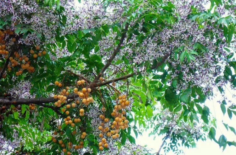 Hoa xoan rụng vơi đầy… Tản văn của Kim Thanh