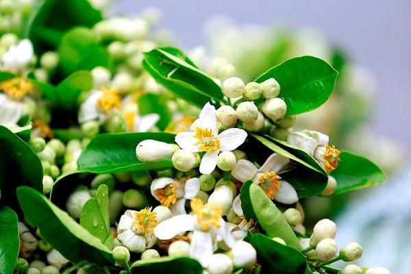 cuoi xuan bot trang thom huong buoi tan van cua hoang anh tuan