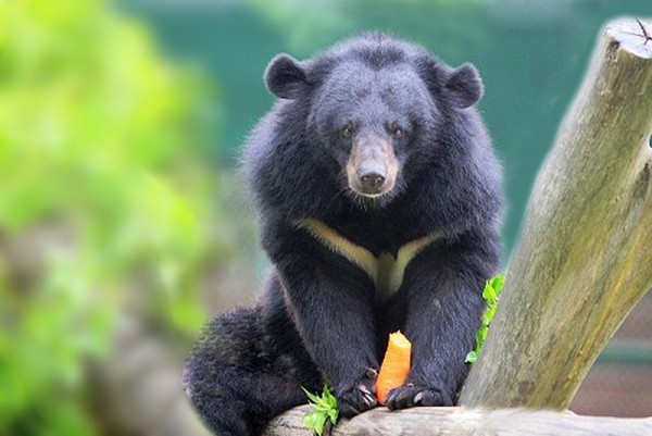 dieu uoc cua raspberry truyen ngan cua tran minh khue